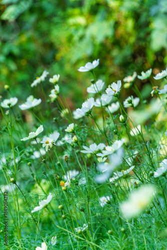 緑の背景に咲く白いコスモスの花畑と柔らかなボケ