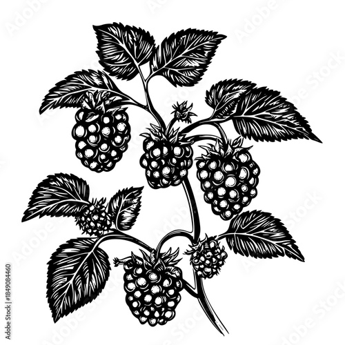 Ripened Ramsons, Vintage Illustration Wild Berries Leaves | Clean, isolated vector art for creative projects.