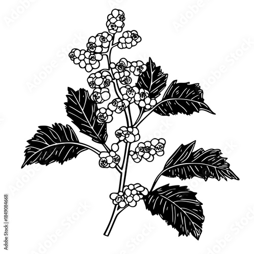 Harvest grapevine | Clean, isolated vector art for creative projects.