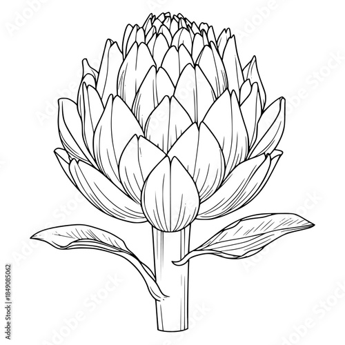 Elegant Silhouette Artichoke Flower - Minimalist Line Art | Clean, isolated vector art for creative projects.