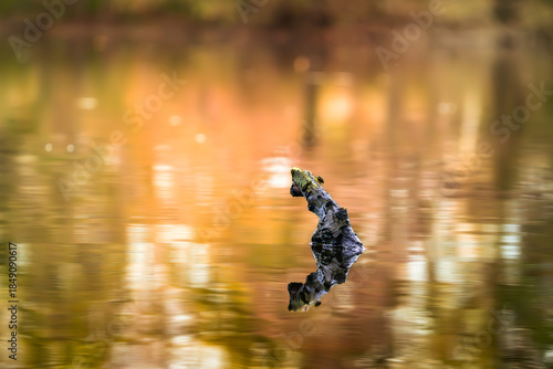 Ein Ast ragt aus dem Wasser eines Sees und die Natur spiegelt sich in schönen Farben.