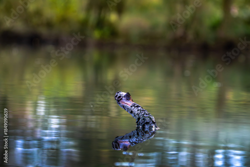 Ein Ast ragt aus dem Wasser eines Sees und die Natur spiegelt sich in schönen Farben.