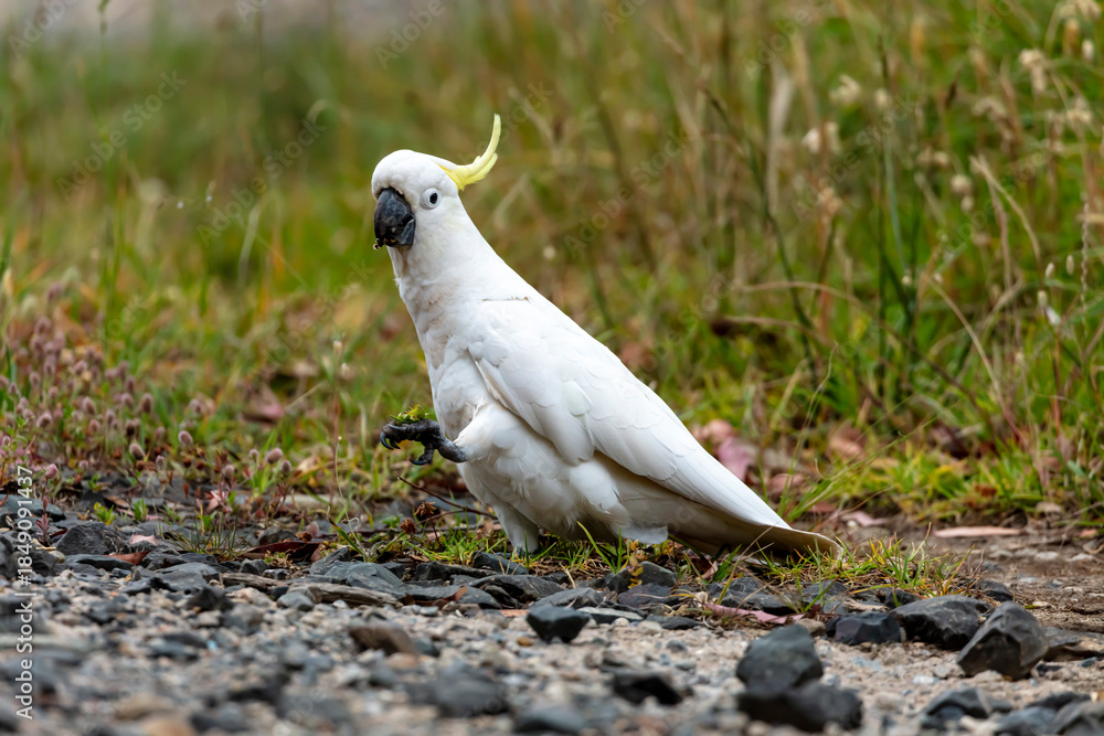 Fototapeta premium Photograph of an Australian Sulphur Crested Cockatoo walking on the ground looking for food in the Blue Mountains in Australia.