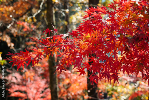 The beauty of maple leaves changing color in autumn.
