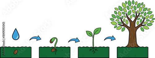 Plant growth stages illustration, seed germination process, watering to tree lifecycle, nature education concept, agriculture infographic design