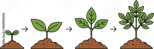 Plant growth stages illustration, seedling to mature plant process, agriculture development concept, nature lifecycle infographic design, isolated vector