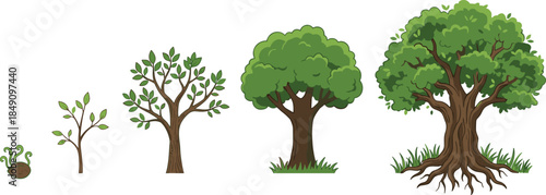 Tree growth stages illustration, plant life cycle concept, seed to mature tree development, nature education infographic design