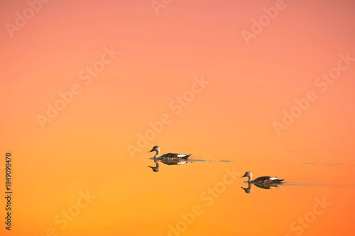 Indian Spot-billed Duck Swimming in a Serene Bangalore Lake at Golden Hour