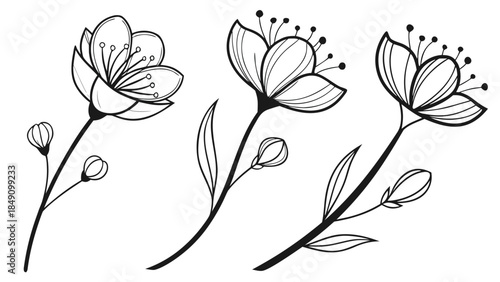 Black and white flower line art illustration set with buds and leaves