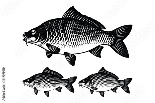 Three detailed black and white illustrations of carp fish, showcasing scales and fins.