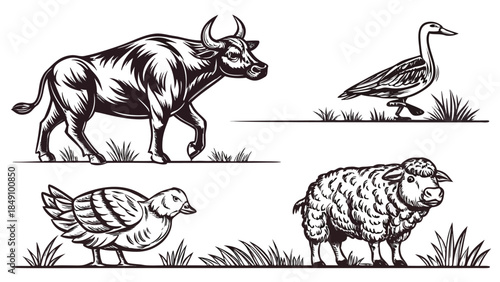 Illustrations of a buffalo goose duckling and sheep in a natural setting