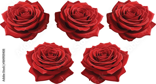 Elegant collection of five blooming red rose flower heads with detailed petals isolated on white background romantic floral vector illustration for design.