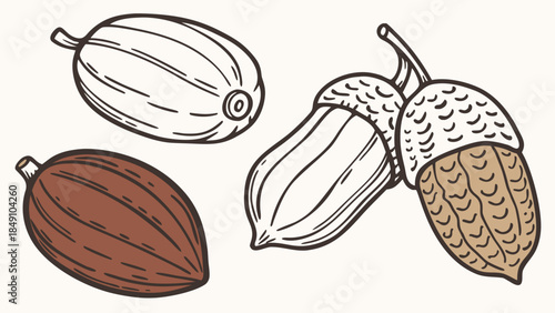 Illustrated cocoa pods and acorns natural design elements for crafting and decor