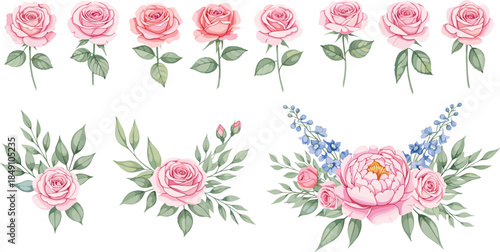 Large collection of individual pink rose stems and elegant floral arrangements with blooming peony and blue flowers isolated on white background vector.