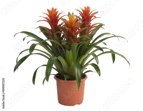 Potted bromeliad plant with green leaves and orange flowers potted plant isolated on a transparent background
