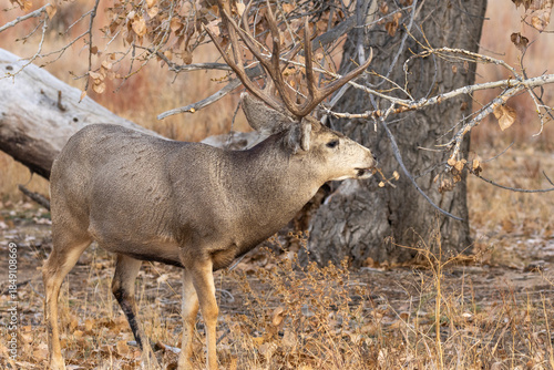 Buck Mule Deer in the Rut in Colorado in Autumn