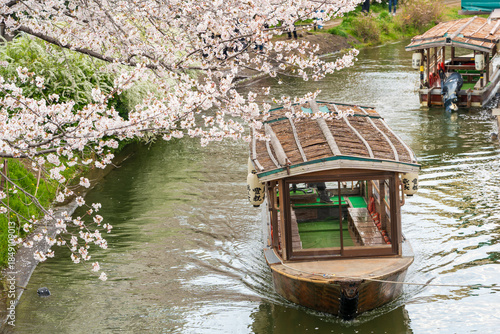 Fushimi Jikkokubune boat, a traditional sightseeing cruise along a canal lined with blooming cherry blossoms. Kyoto, Japan.