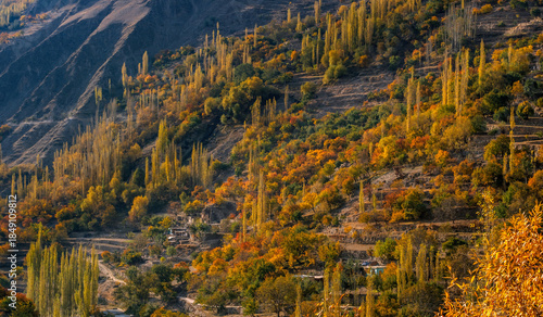 View of autumn's golden and amber hues painting the mountainside, with slender trees reaching skyward in Hunza Nagar, Gilgit Baltistan, Pakistan.