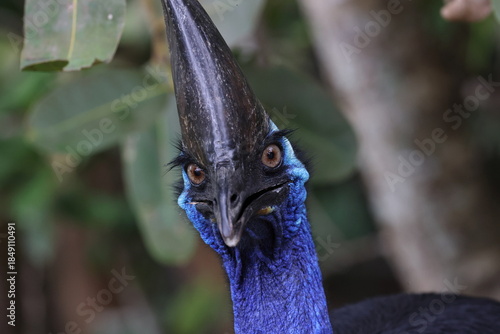 southern cassowary (Casuarius casuarius) Queensland, Australia