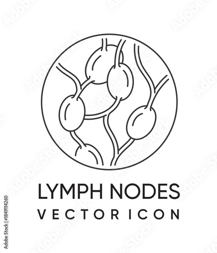 Lymph nodes gland icon in thin line - adaptive immune system