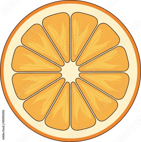 Orange slice cross section vector illustration with detailed segments in flat style for food and citrus designs