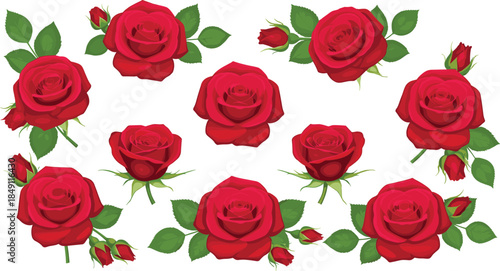 Large collection of individual blooming red rose heads small buds and green leaves isolated on white background romantic floral vector illustration set.