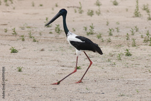 black-necked stork (Ephippiorhynchus asiaticus) Queensland , Australia