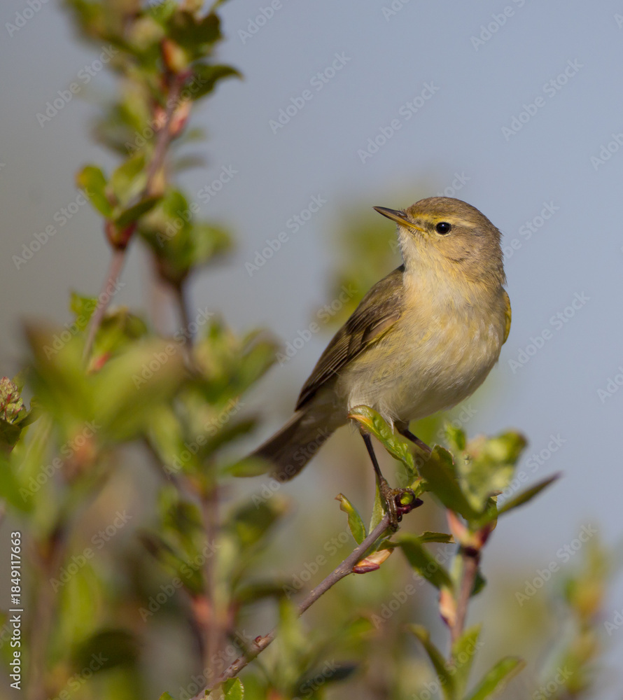 Obraz premium Willow warbler in early spring at a wetland 