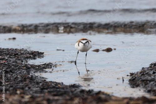 red-capped plover (Anarhynchus ruficapillus)  Queensland, Australia