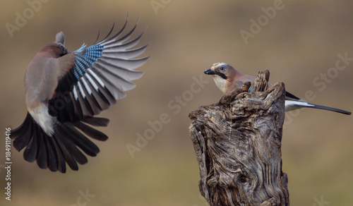 Eurasian Jay - in autumn  at a wetland