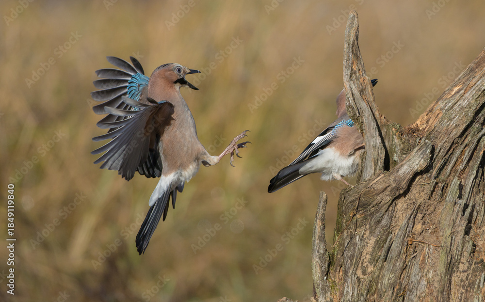 Obraz premium Eurasian Jay - in autumn at a wetland