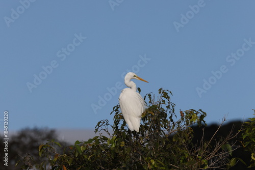 great egret (Ardea alba) Queensland, Australia