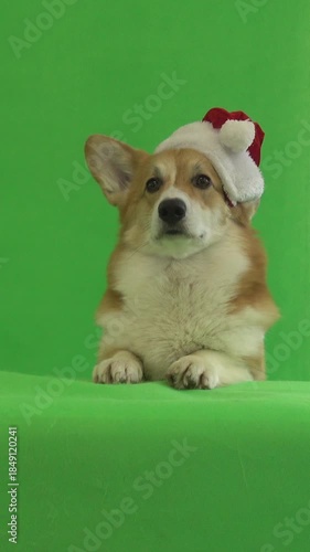 dog in santa claus hat on green screen