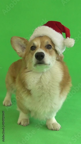 dog in santa claus hat on green screen