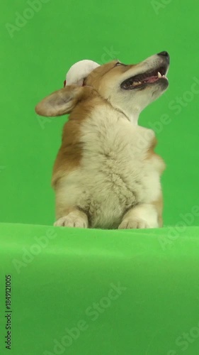 cute  puppy on green screen 