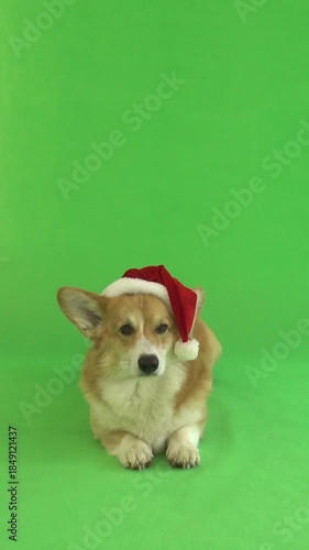 dog in santa claus hat on green screen