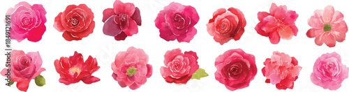 pink rose petals isolated