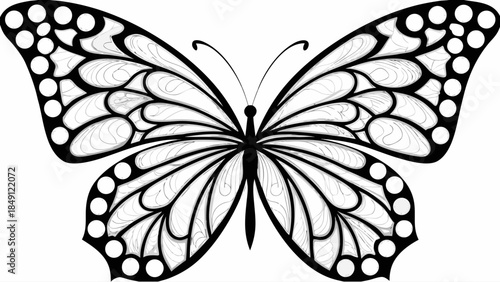 Intricate butterfly illustration with detailed wing patterns