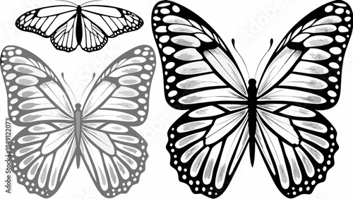 Butterfly illustrations in black and white
