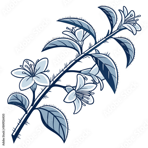 Frozen Jasmine Vines With White Background