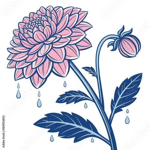 Winter Dahlia With Ice Droplets With White Backgro