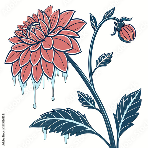 Winter Dahlia With Ice Droplets With White Backgro