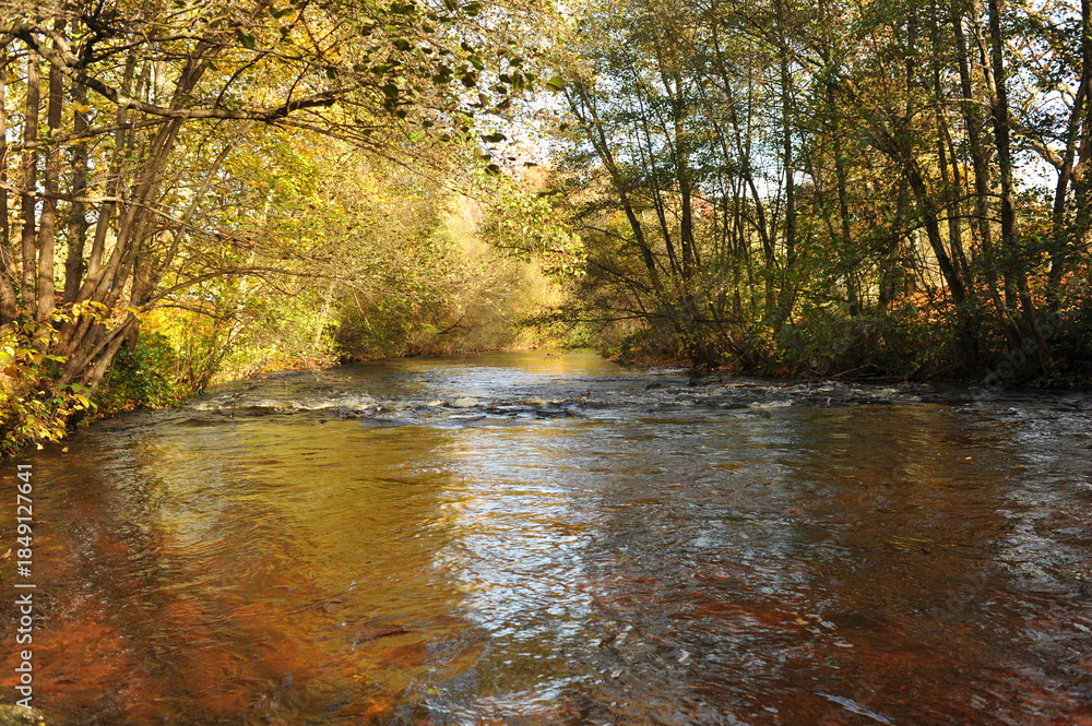 Fototapeta premium Tranquil river meander through sun bright forest with peaceful reflections and golden hues