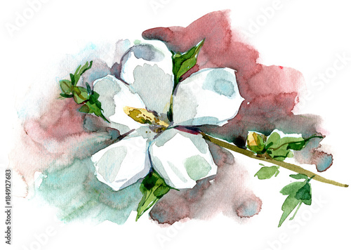 Rose of Sharon. Watercolor painting of a white flower with green leaves on a soft red and teal background. Elegant floral artwork in delicate hand-painted style