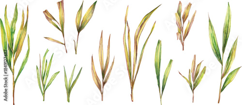 green grass isolated on white