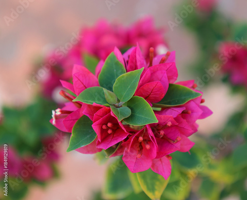 Red bougainvillea flower blossoms. Ruby Red Bougainvillea