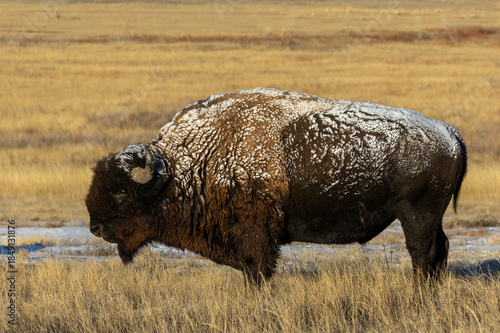 Bull Bison in Winter on the Prairie