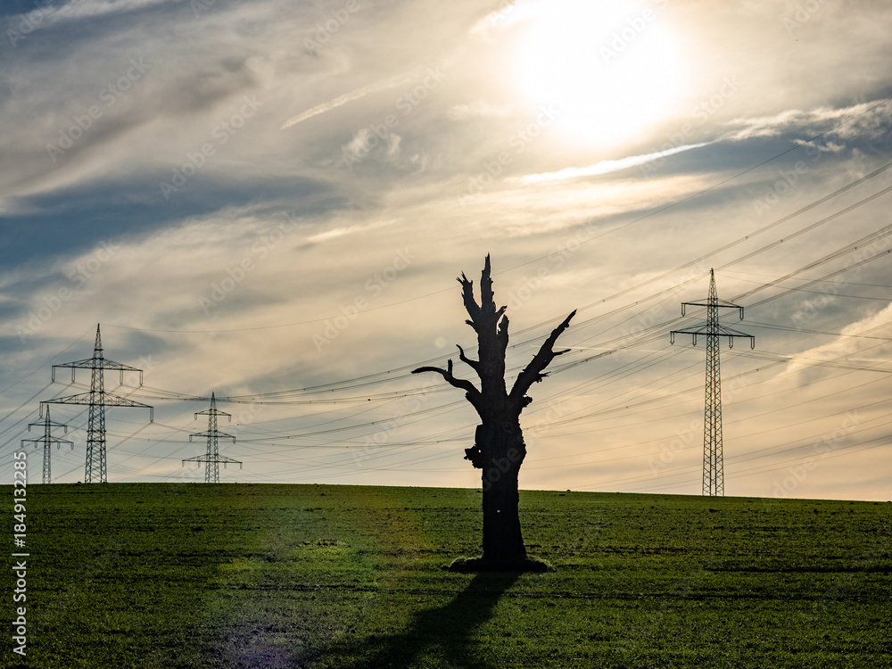 Obraz premium Hochspannungsmasten hinter einem abgestorbenen Baum