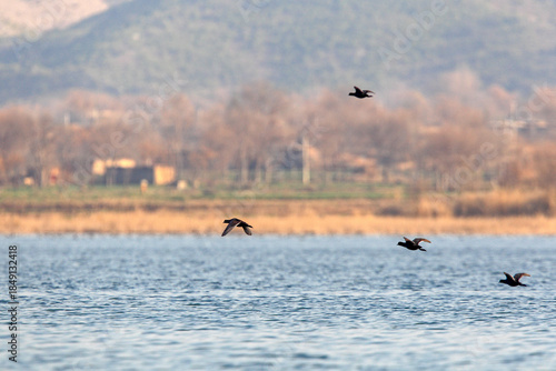 View of birds gracefully flying over the tranquil lake waters, with a backdrop of distant mountains and trees, Uchali Lake, Punjab, Pakistan.