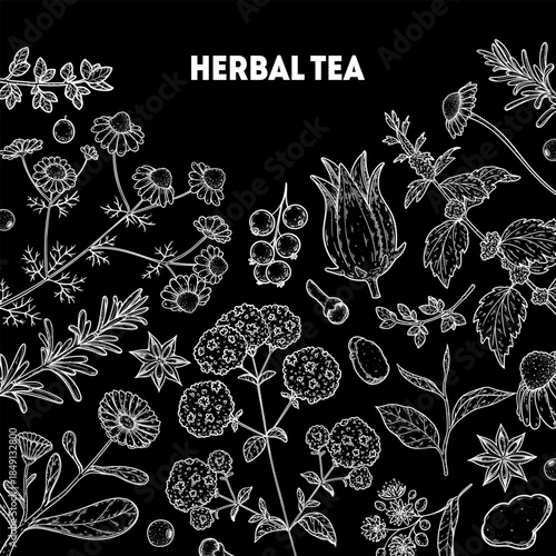 Herbal Tea vector drawing illustration. Herbal tea ingredients. Healthy food and drink . Vector drawing sketch collection. Engraved style.